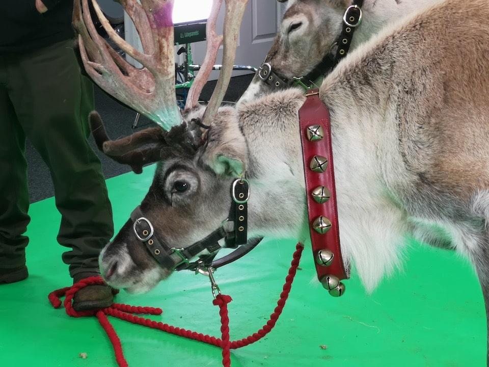 Animal filming at Galleon Studios Animal filming at Galleon Studios image