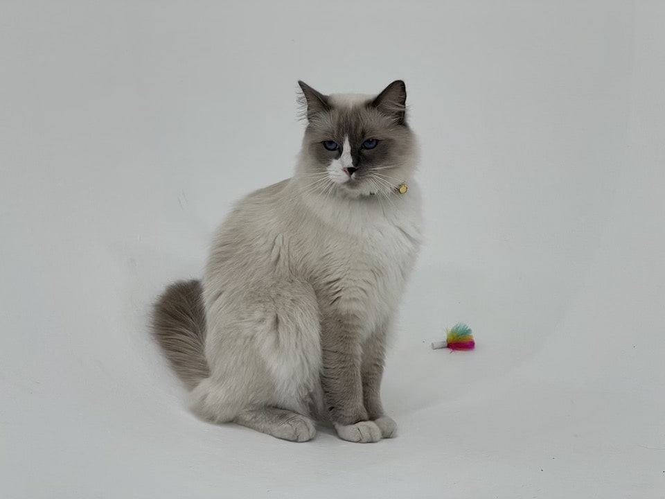 Cat friendly studio Manchester Cat friendly studio Manchester image