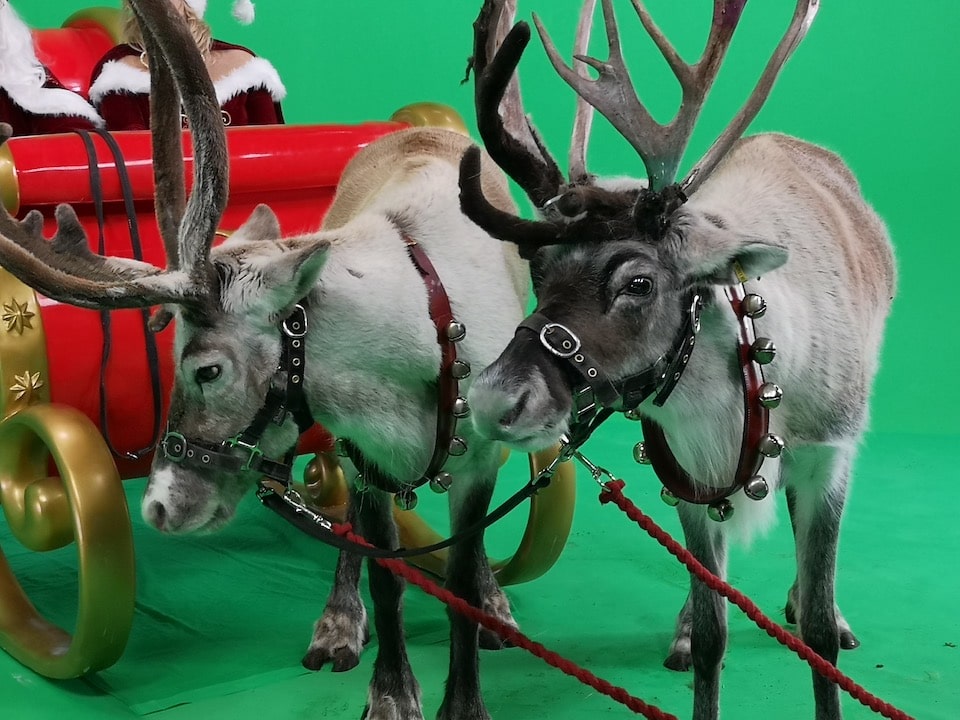 Christmas Reindeer at Manchester studios Christmas Reindeer at Manchester studios image