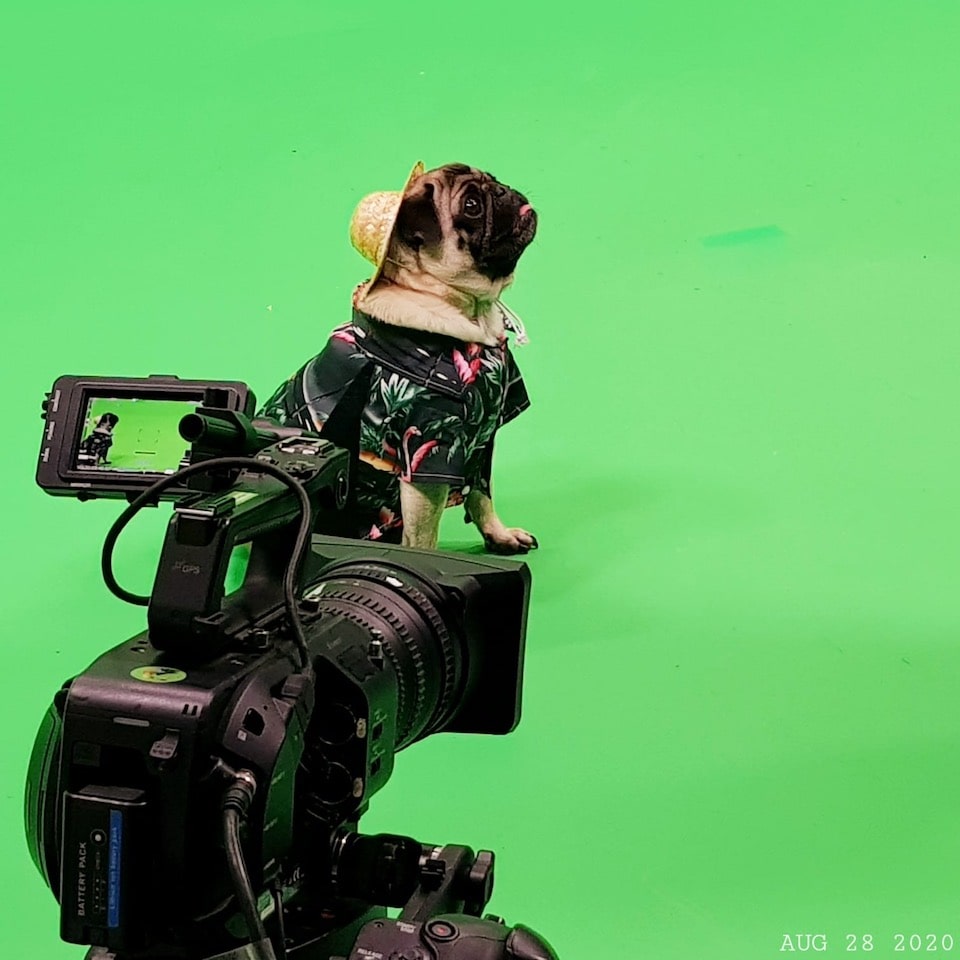 Dog filming at Galleon Studios Dog filming at Galleon Studios image