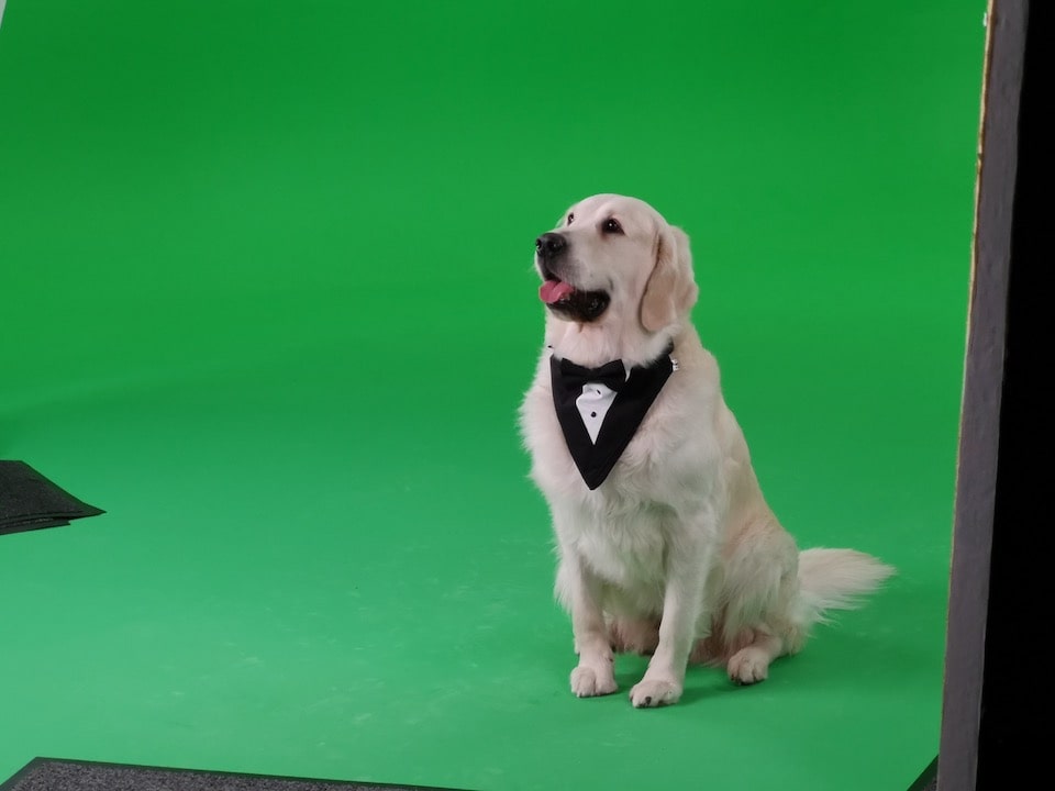 Dog friendly studios in Manchester Dog friendly studios in Manchester image