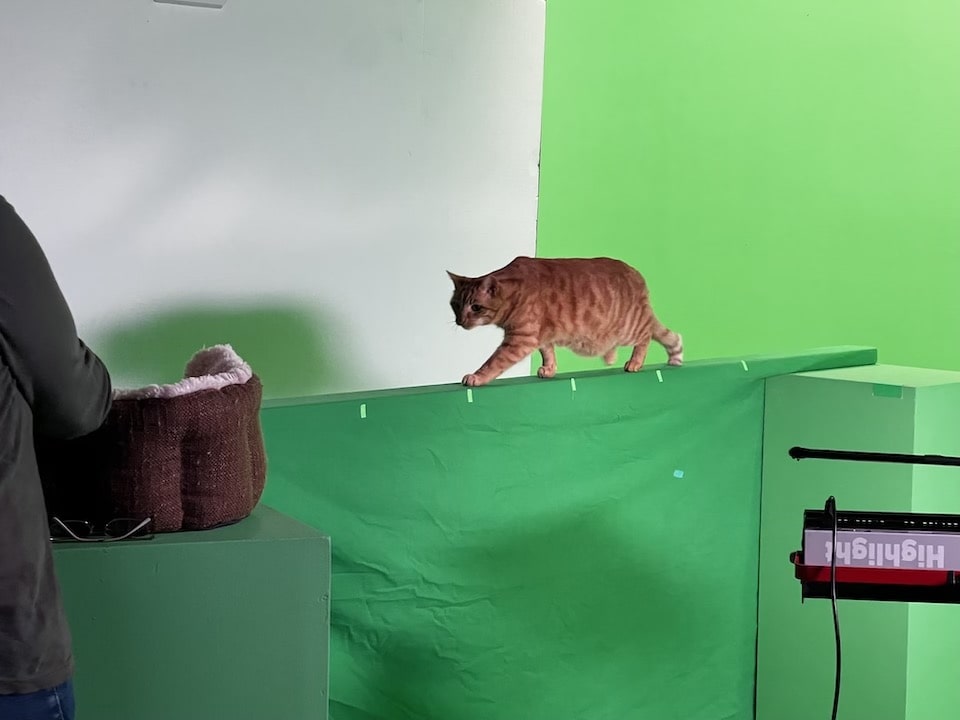 Green screen cat for Coronation Street Green screen cat for Coronation Street image