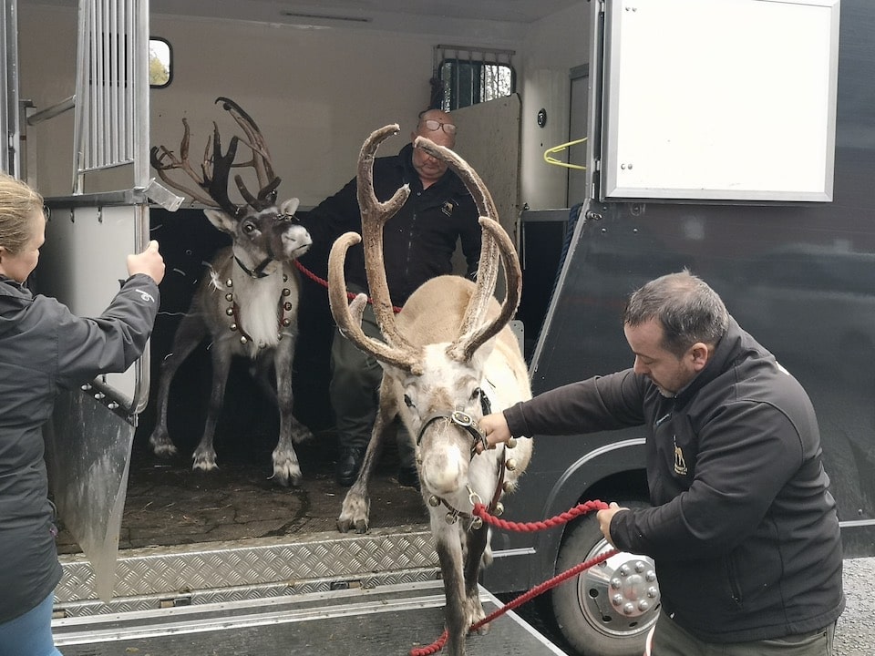 Reindeer unloading into Galleon Studios Reindeer unloading into Galleon Studios image