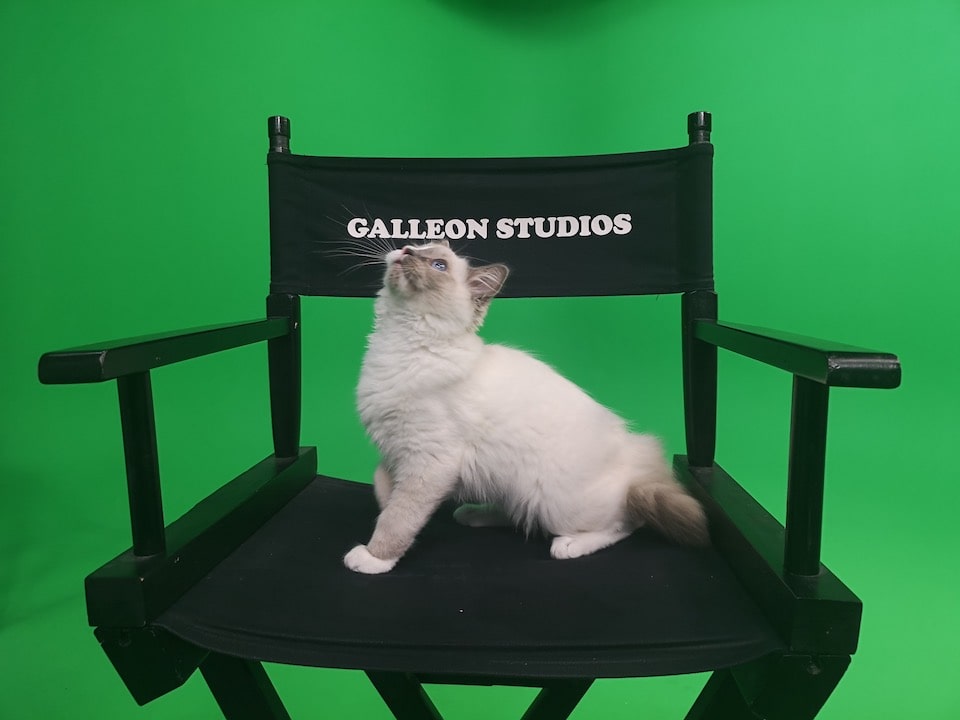 Zorro The Studio Cat at Galleon Studios Zorro The Studio Cat at Galleon Studios image