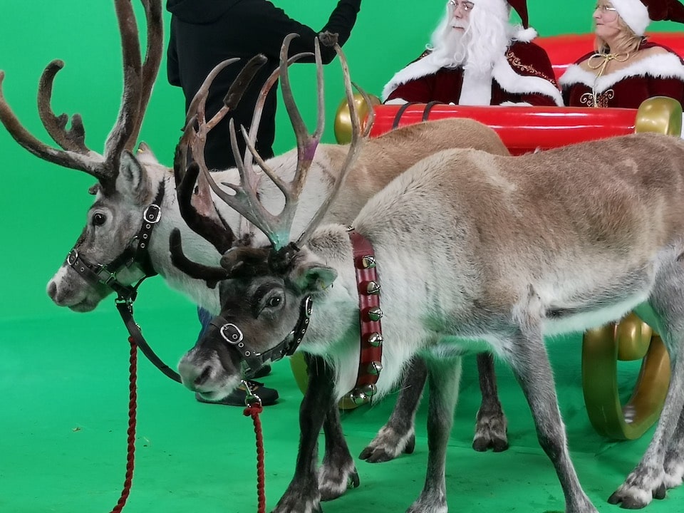 reindeer at Galleon Studios reindeer at Galleon Studios image